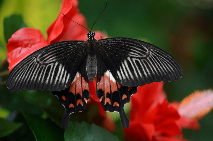 black, red and white butterfly on a red flower